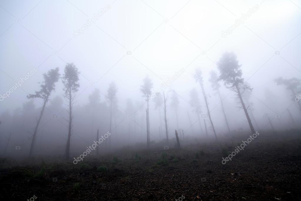 Forest in fog