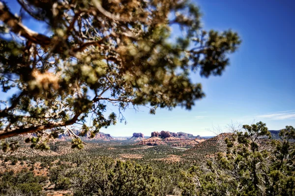 Rovere torrente canyon, sedona — Foto Stock