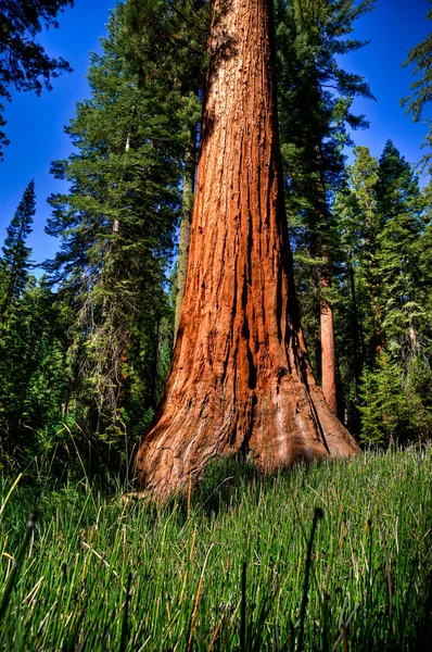 Sequoia Giant red wood — Stock Photo, Image