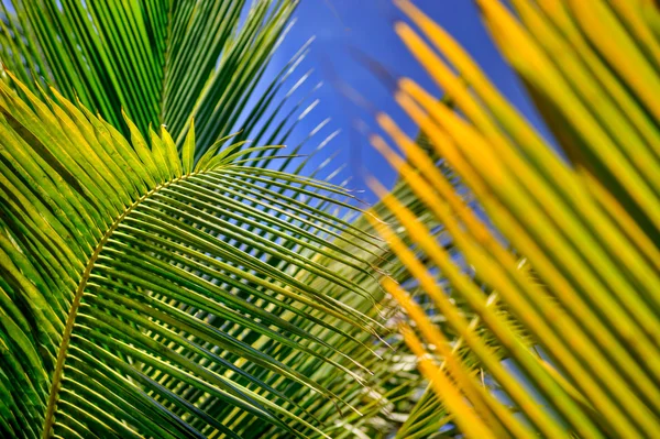 Hojas de palmera Imágenes de stock libres de derechos