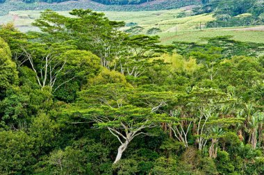 Rain forest Mauritius clipart