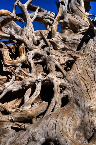 木の根 — ストック写真