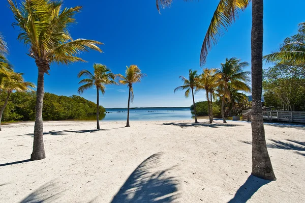 Sandstrand unter Palmen — Stockfoto