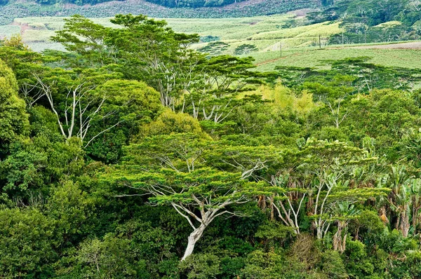 Mauritius rain forest — Zdjęcie stockowe