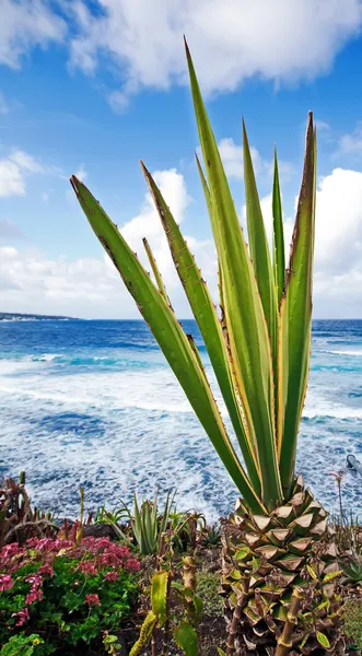 Ananas — Stockfoto