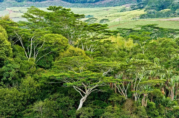 Foresta pluviale Mauritius Immagine Stock