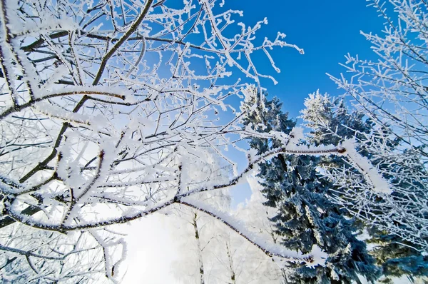 Winterwald Stockbild