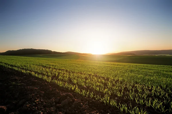 Campo Foto Stock