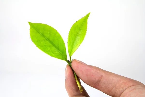 Holding a green leaf — Stock Photo, Image