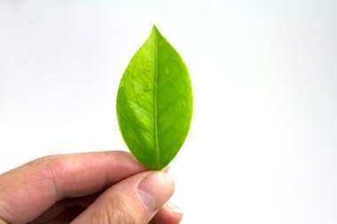 yaprak yeşil holding