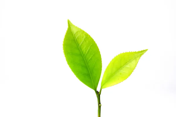 Green tea leaves — Stock Photo, Image