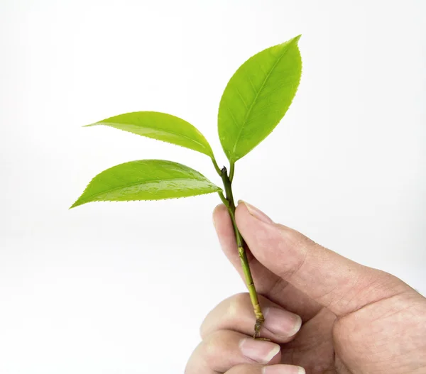 Hålla gröna blad — Stockfoto