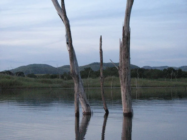 屋外シーンの絵になります 湖の枯れ木 — ストック写真
