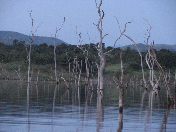 Árboles Muertos Lago Parque —  Fotos de Stock