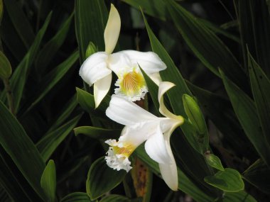 Parktaki güzel beyaz orkide