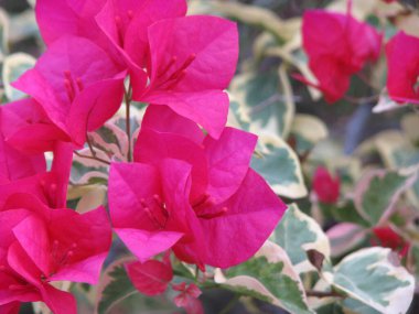 Çalılıklarda kırmızı gül