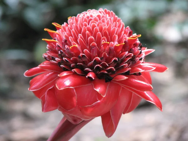 Vörös Dália Virág Kertben — Stock Fotó