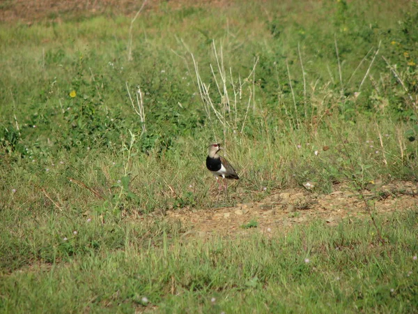 Bird Savannah Steppes Birds — Foto de Stock