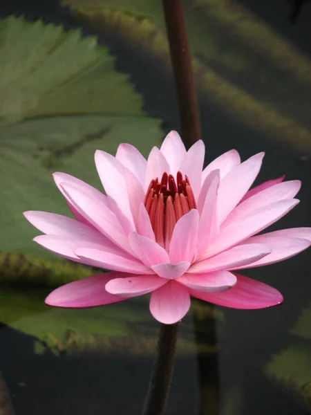 Pink Waterlily Water Lily Flower Lotus Plant Royalty Free Stock Images