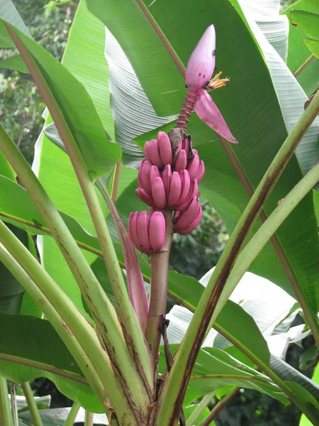 Banana Tree Nature Flora — Stock Fotó