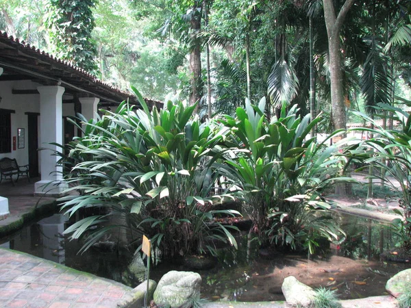 Green Tropical Garden Nature Background — Stok fotoğraf