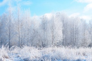 Mavi gökyüzüne karşı karla kaplı huş ağacı ormanı