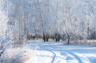 Kış yolu, karlı bir kış huş ormanında mavi gökyüzüne karşı ayrılıyor..