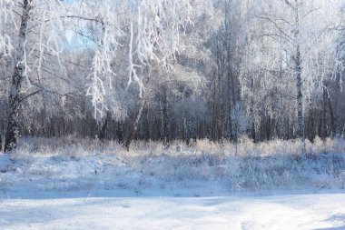 Kış manzarası. Güzel karlı huş ağacı ormanı