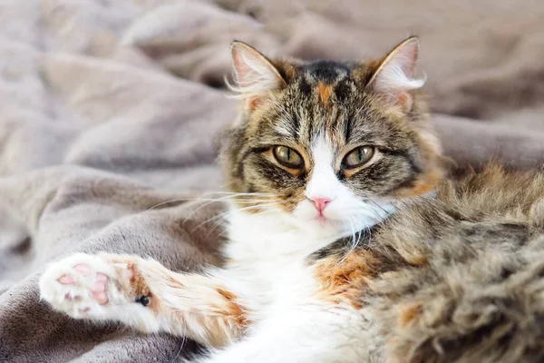 Ritratto Bellissimo Gatto Tricolore Sdraiato Una Coperta Peluche — Foto Stock