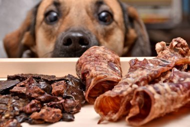Evcil hayvanlar için doğal ikramlar. Köpekleri beslemek ve motive etmek için kurutulmuş et ürünleri. Arkadaki köpek ilgiyle bakıyor.