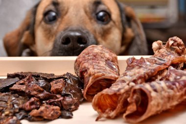 Natural treats for pets. dried meat products to feed and motivate dogs. the dog in the background looks with interest clipart