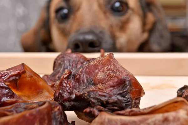 Evcil hayvanlar için doğal ikramlar. Köpekleri beslemek ve motive etmek için kurutulmuş et ürünleri. Arkadaki köpek ilgiyle bakıyor. Yüksek kalite fotoğraf