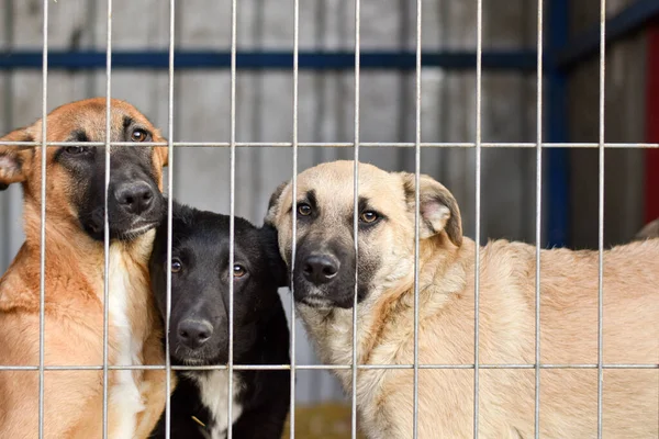 Cani dietro le sbarre al rifugio per animali. occhi tristi di cani — Foto Stock