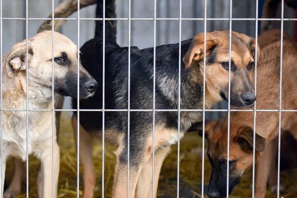 Perros tras las rejas en el refugio de animales Imagen de stock