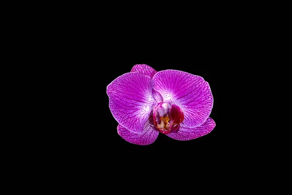 Ενιαία Μοβ Ορχιδέα Λουλούδια Μαύρο Φόντο Υψηλής Ποιότητας Φωτογραφία — Φωτογραφία Αρχείου