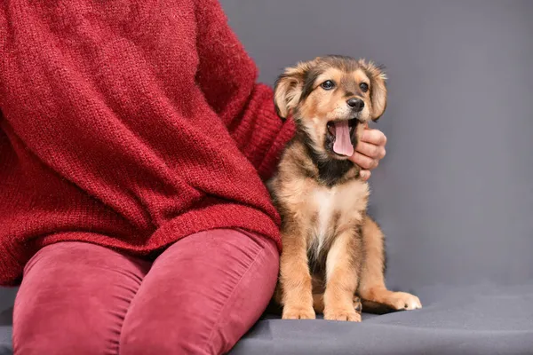 Belo Filhote Cachorro Senta Abraçado Por Seu Proprietário Bocejos Fundo — Fotografia de Stock