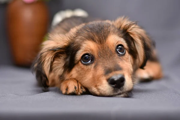 Retrato Filhote Cachorro Bonito Fundo Cinza Perto Foto Alta Qualidade — Fotografia de Stock