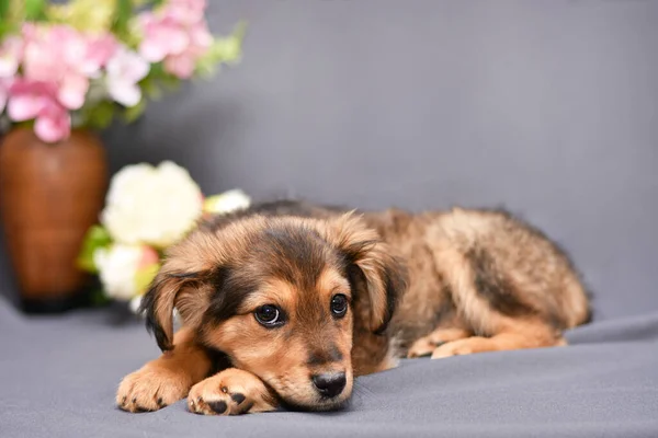 Kleine Mooie Puppy Ligt Een Grijze Achtergrond Met Een Vaas — Stockfoto