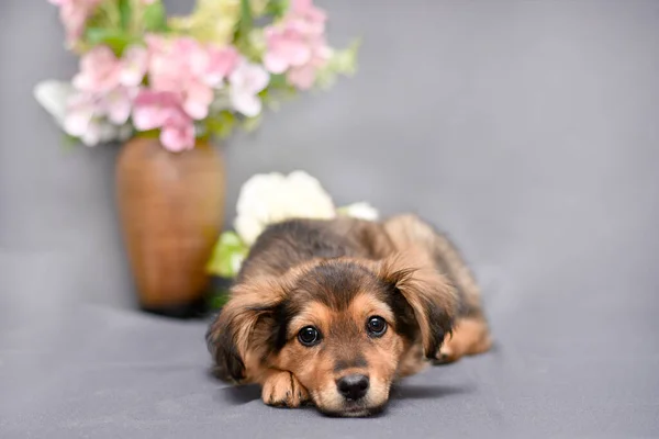 Pequeno filhote de cachorro bonito está em um fundo cinza com um vaso de flores — Fotografia de Stock