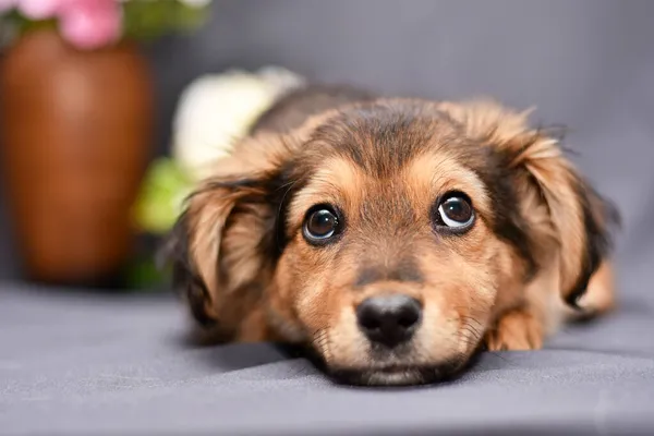 Retrato de un perrito lindo sobre un fondo gris de cerca — Foto de Stock