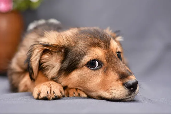 Retrato Cachorrito Lindo Sobre Fondo Gris Cerca Foto Alta Calidad — Foto de Stock