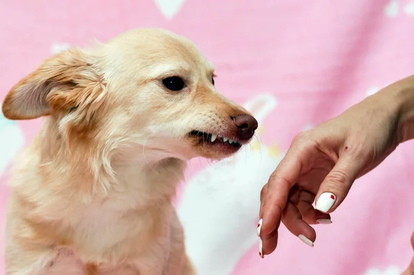 Dog Bared Its Teeth Human Hand High Quality Photo — Foto de Stock