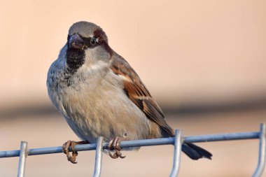 a sparrow sits on a fence and looks at the camera