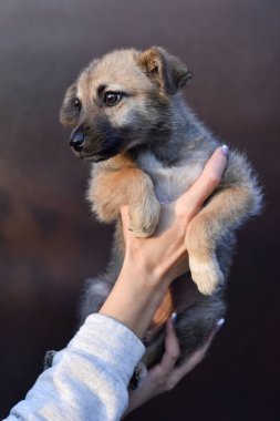 little cute puppy in human hands on brown background