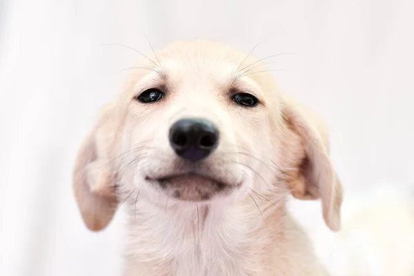 Portrait of a puppy with narrowed eyes and flattened ears on a light background — Photo