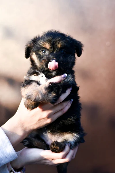Little cute puppy with sticking out tongue in human hands on brown background — Fotografia de Stock