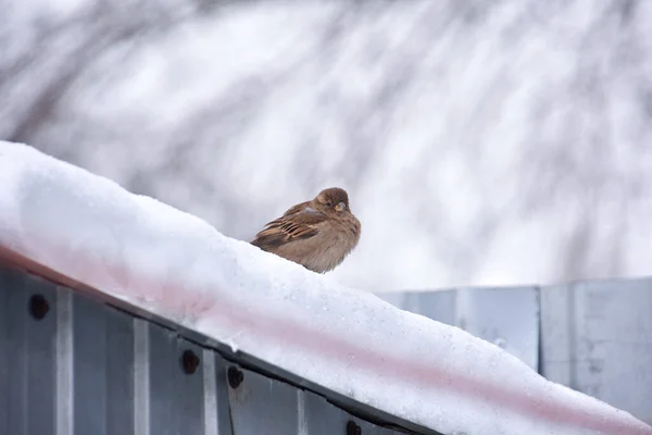 A sparrow sitting on a snowy roof — Stock Fotó