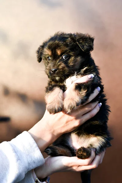 Little puppy in human hands on brown background — Fotografia de Stock