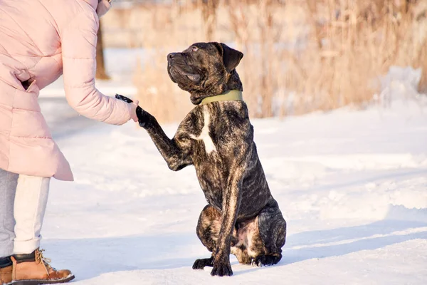 Köpek Patisini Sahibine Verir Köpek Emreder Köpek Eğitimi Yüksek Kalite — Stok fotoğraf