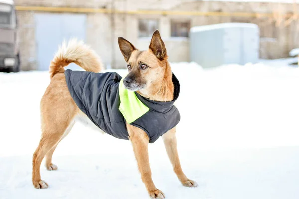 Kışın Yürüyüşe Çıkmış Yelekli Bir Köpek Köpekler Için Kıyafet Yüksek — Stok fotoğraf